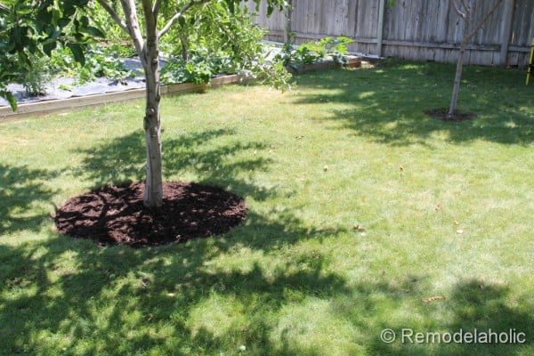 Mulch Weed Control Around Trees-10