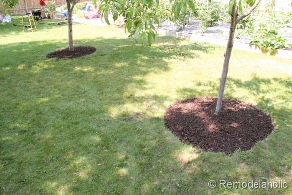 Mulch Weed Control Around Trees final images-2