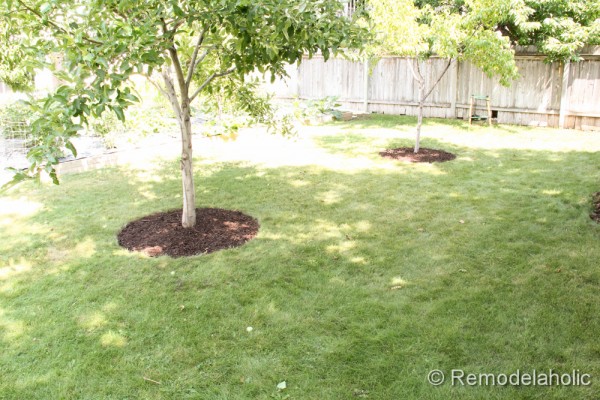 Mulch Weed Control Around Trees