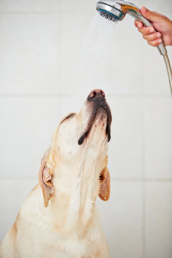How to Bathe Your Pet