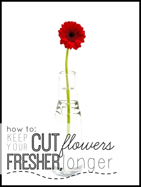 How To Keep Your Cut Flowers Fresher Longer