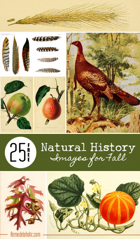 25 Free Natural History Images for Fall | Remodelaholic.com #free #printables #art