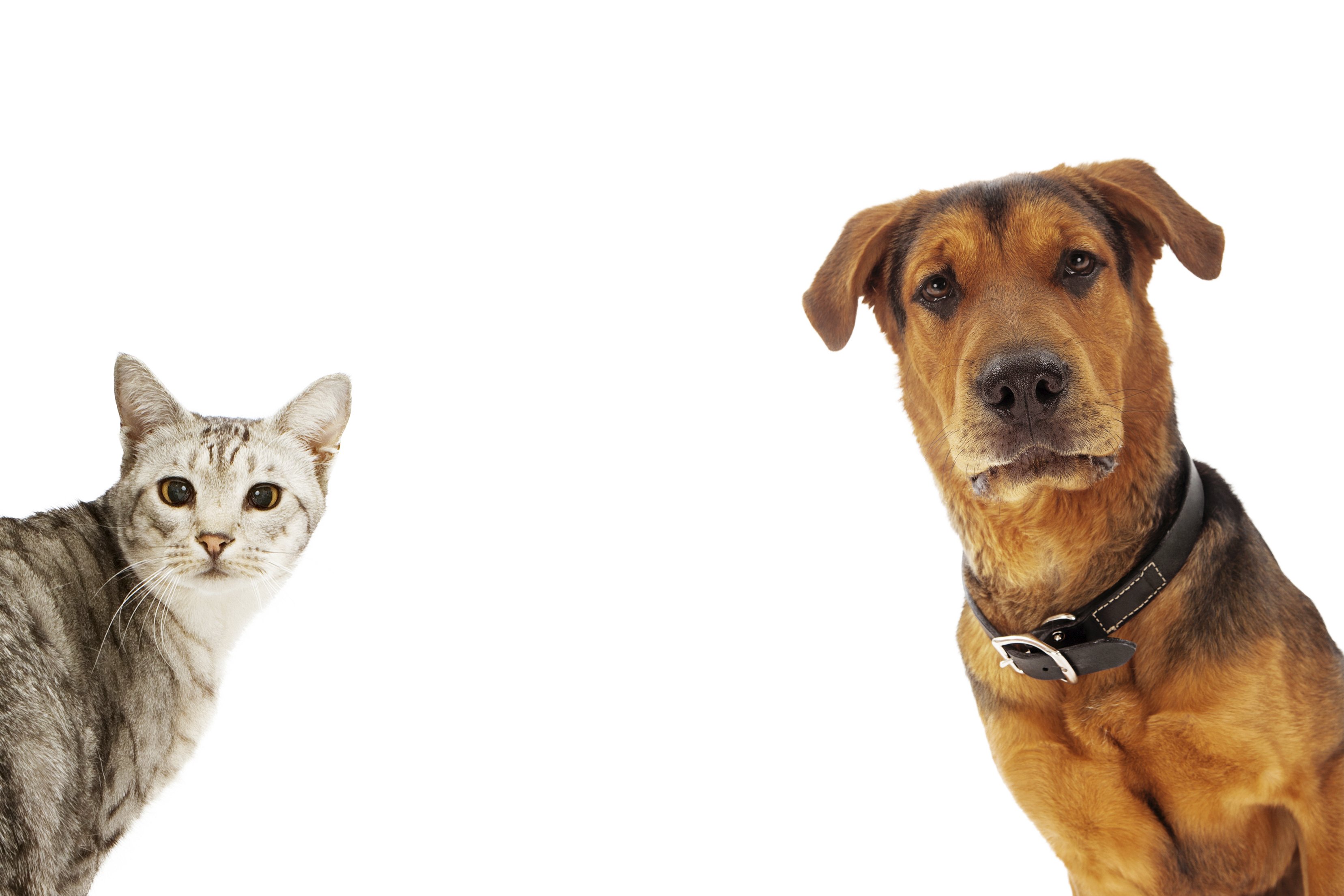 8 Best Products for Dogs and Cats