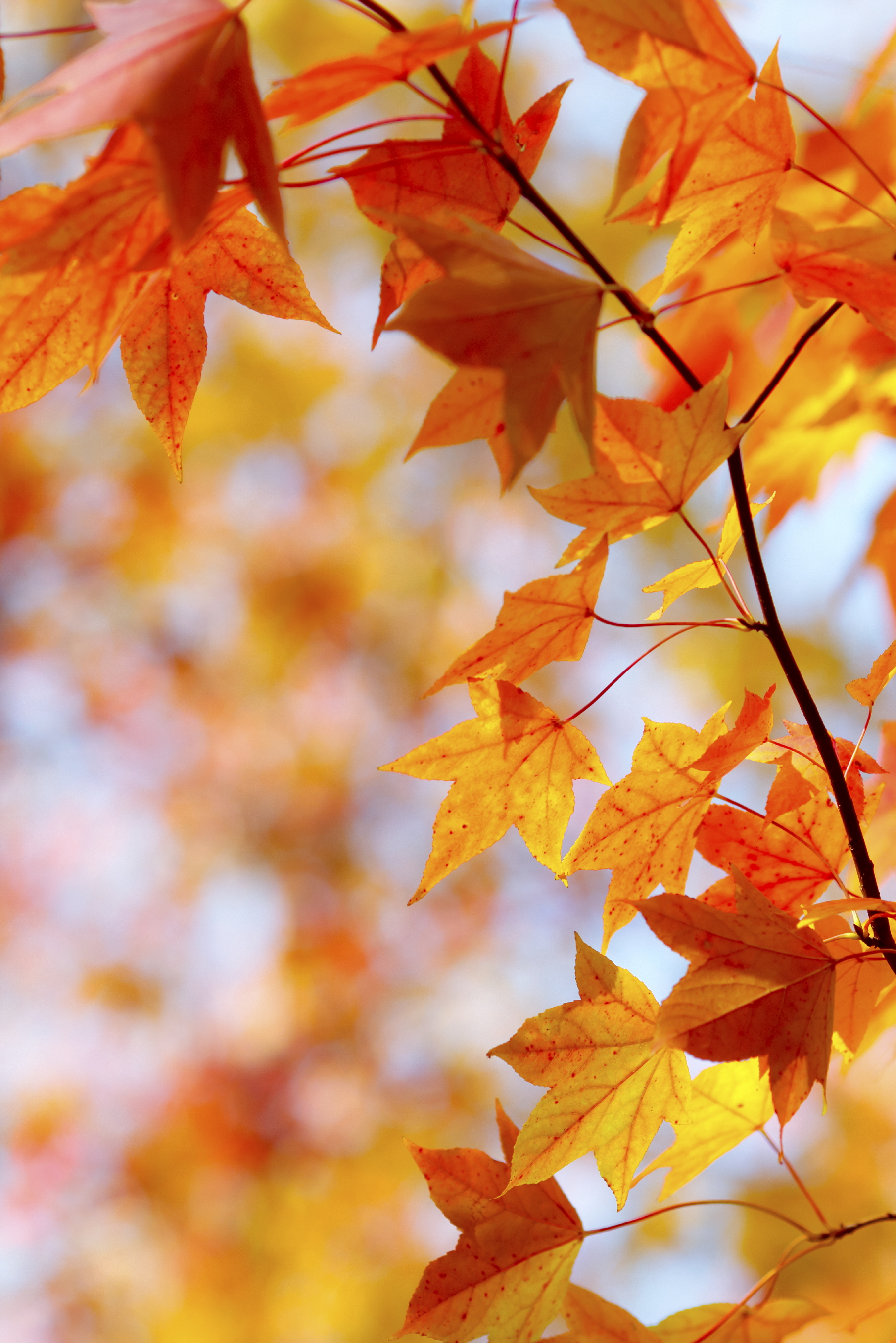 Try These 10 Fun DIY Projects With Leaves